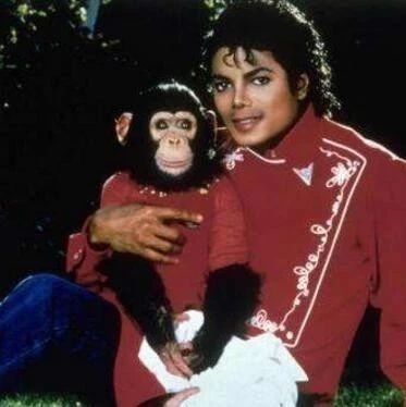 迈克尔杰克逊收养的大猩猩宠物,在主人离去后,三天不吃饭