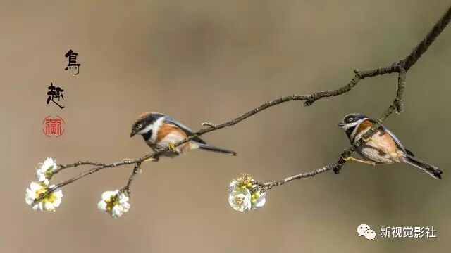 通曉這6點 讓你從攝影小白成為 打鳥專業戶 新視覺影社 微文庫