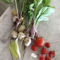 章子怡自己种菜喂女儿 萝卜有点辣留给汪峰