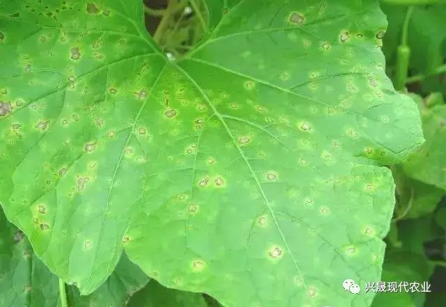 黑斑病 黑斑病主要危害月季,玫瑰,菊花等,花卉受害较普遍,其受害率为