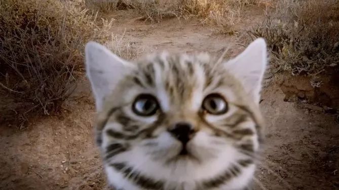 BBC这部“吸猫”纪录片萌出天际!推荐几部高分大自然纪录片,感受生灵之美!