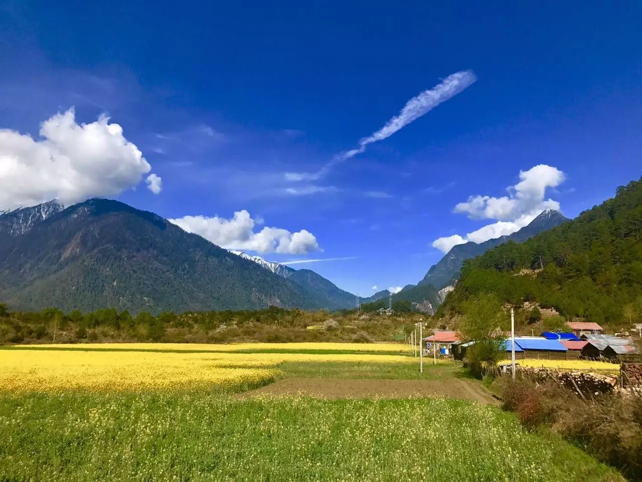 易贡油菜花已经成为波密县易贡乡特色产业的一大新亮点.