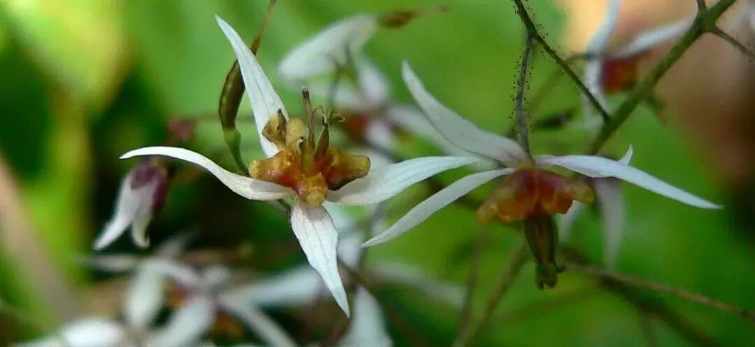 淫羊藿货源紧缺—价格居高不下