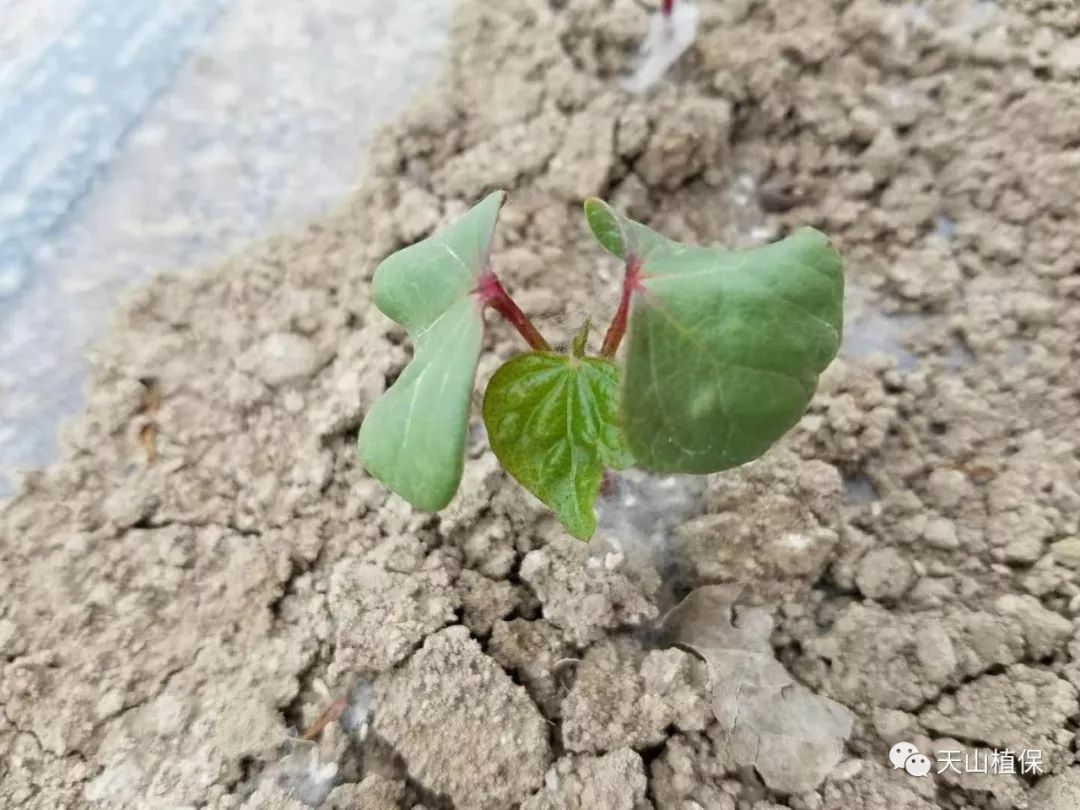 棉花种植时要学习的播种与保苗技术好的开始等于成功了一半