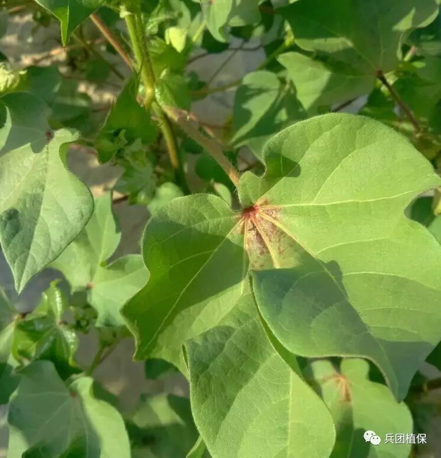 棉花红蜘蛛的发生与防治技术