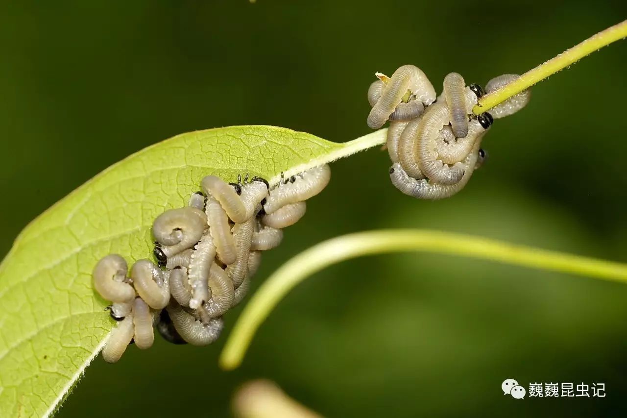 【虫谱大观】叶蜂