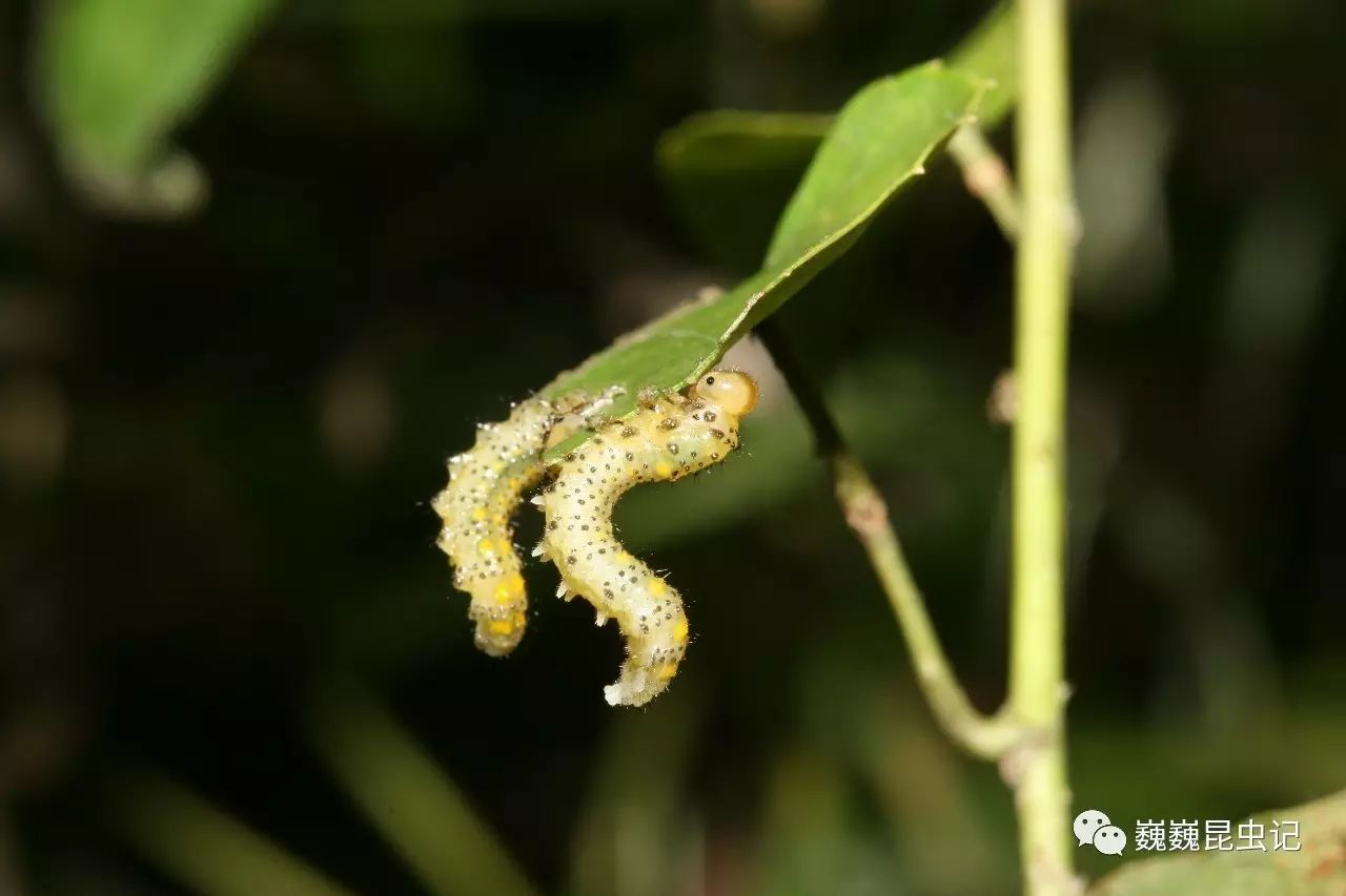 三节叶蜂 argesp 的幼虫,照片摄于四川雅安碧峰峡.