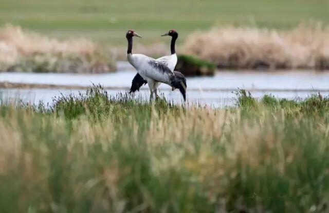 青海湖在哪_青海湖在哪个省哪个市_青海湖旅游攻略必去景点大全