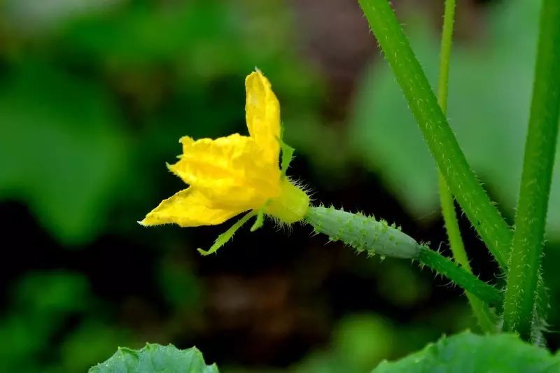 黄瓜花期虽短暂,但蜂蜂蝶蝶仍然嘤嘤嗡嗡的围绕四周,更有蚂蚁顺着瓜络