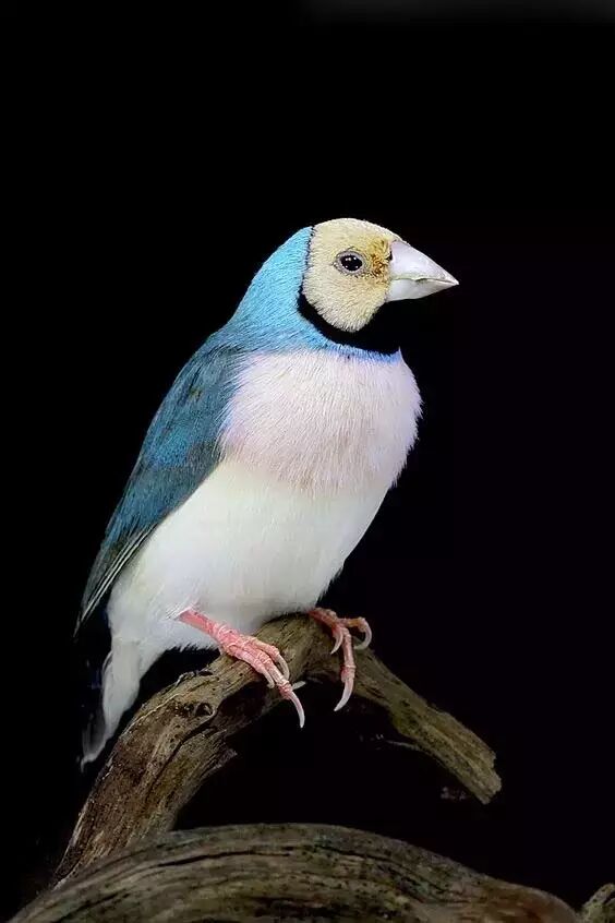 来源:爱天涯(id:ai_tianya) 中文名:七彩文鸟 英文名:gouldian finch