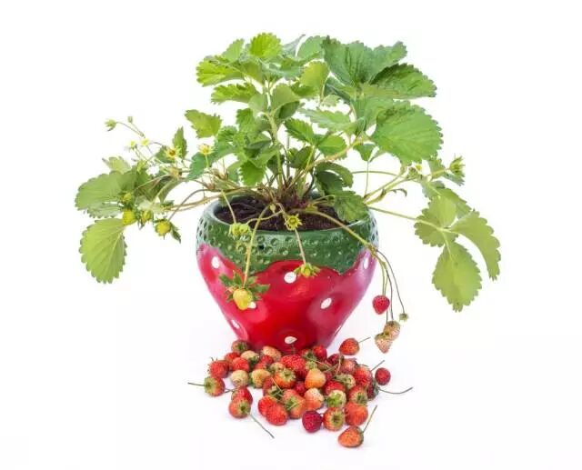 640?wx_fmt=jpeg&tp=webp&wxfrom=5&wx_lazy=1