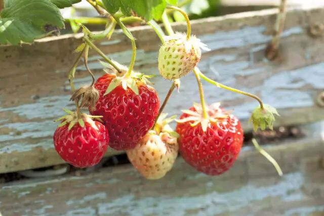 640?wx_fmt=jpeg&tp=webp&wxfrom=5&wx_lazy=1