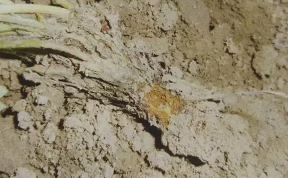 640?wx_fmt=jpeg&tp=webp&wxfrom=5&wx_lazy=1