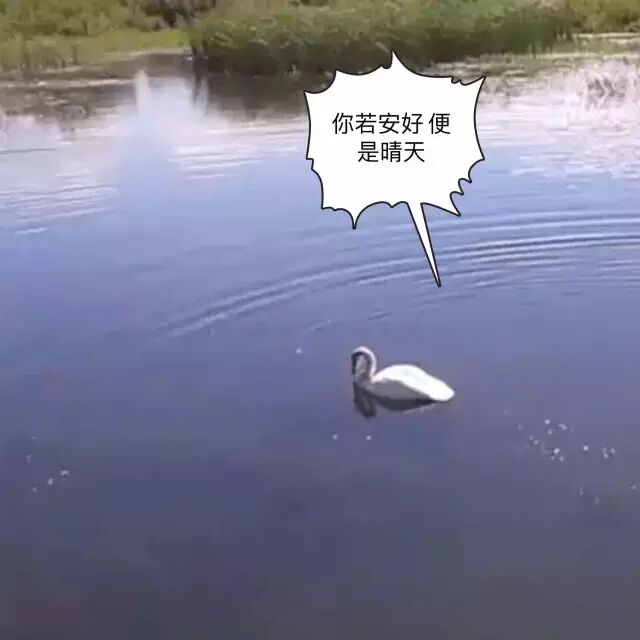 俄罗斯一男子与天鹅斗殴 结果惨不忍睹