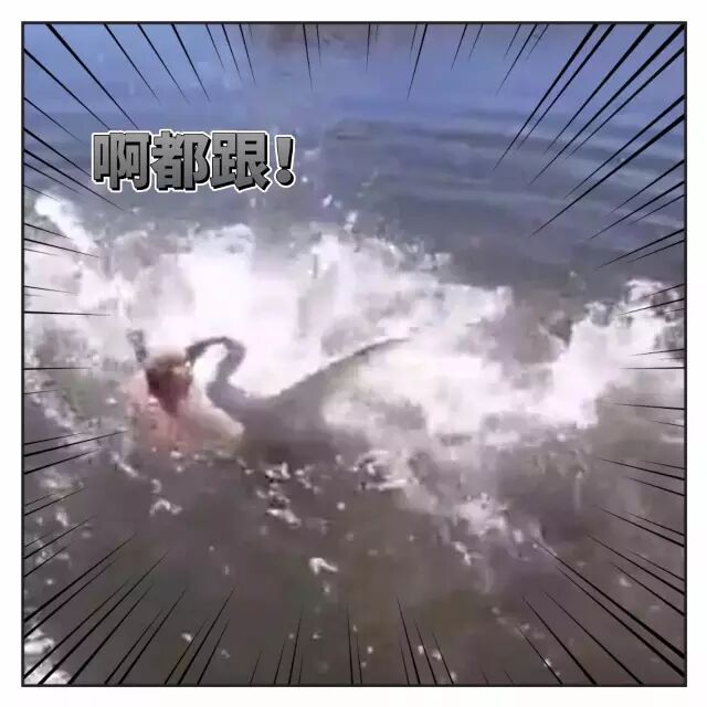 俄罗斯一男子与天鹅斗殴 结果惨不忍睹