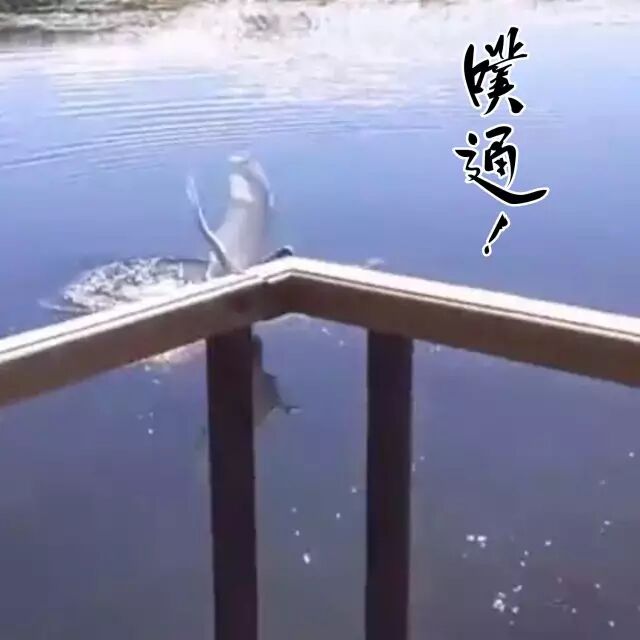 俄罗斯一男子与天鹅斗殴 结果惨不忍睹