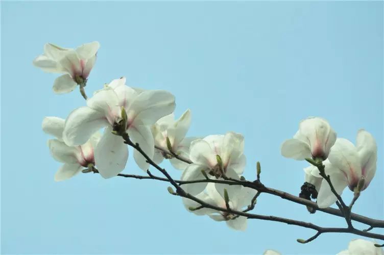樱花盛开玉兰争艳!保定这所大学赏樱堪比武大!