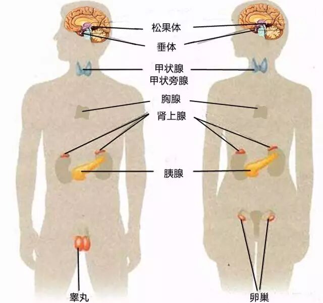 【新生命荷尔蒙凝胶】揭秘荷尔蒙家族世界