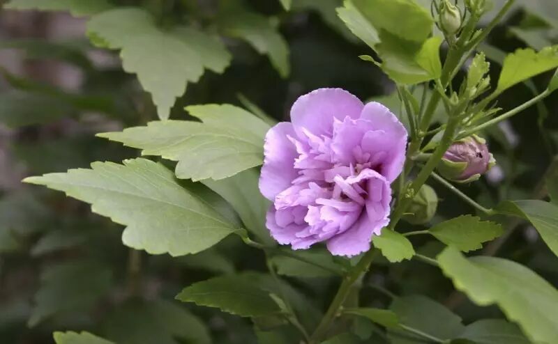 b树 b 树 b-树_木槿和小木槿的花期_木槿树