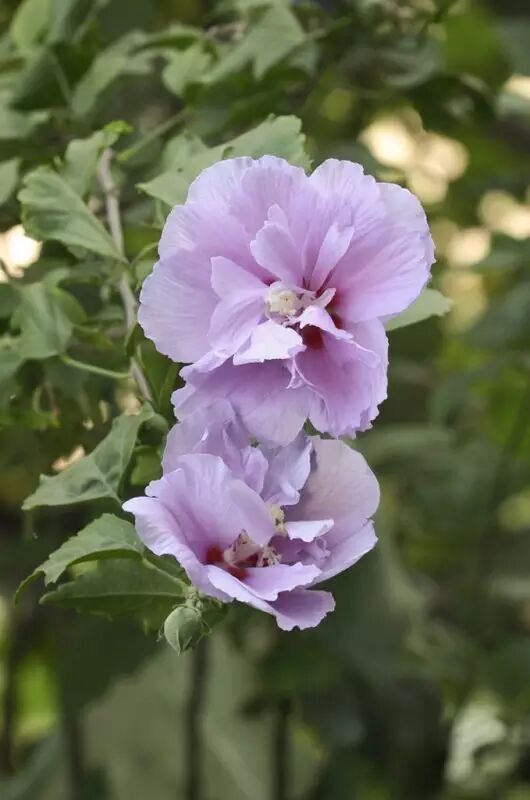 b树 b 树 b-树_木槿树_木槿和小木槿的花期