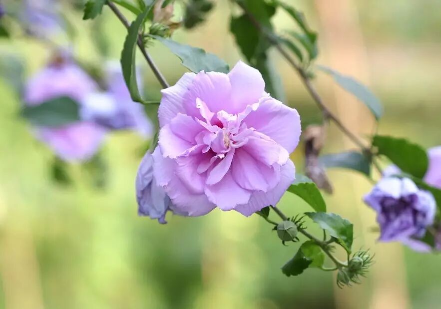 木槿树_b树 b 树 b-树_木槿和小木槿的花期