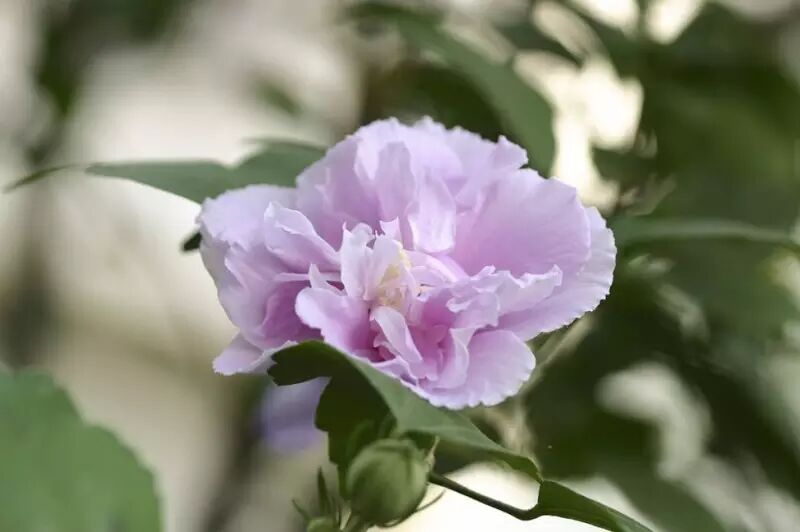 木槿树_木槿和小木槿的花期_b树 b 树 b-树