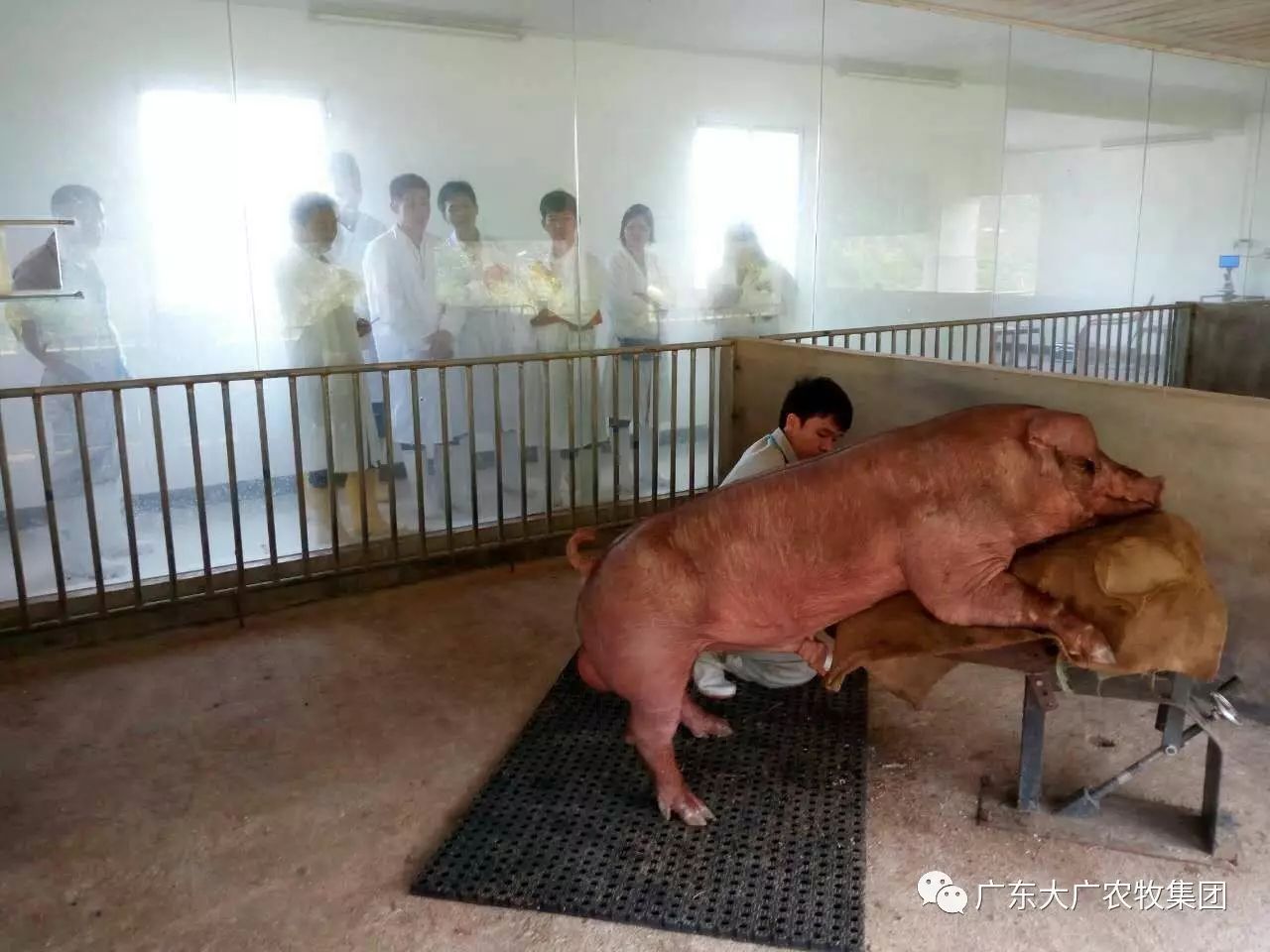 广东大广农牧集团优质种猪生产基地——台山原种猪场