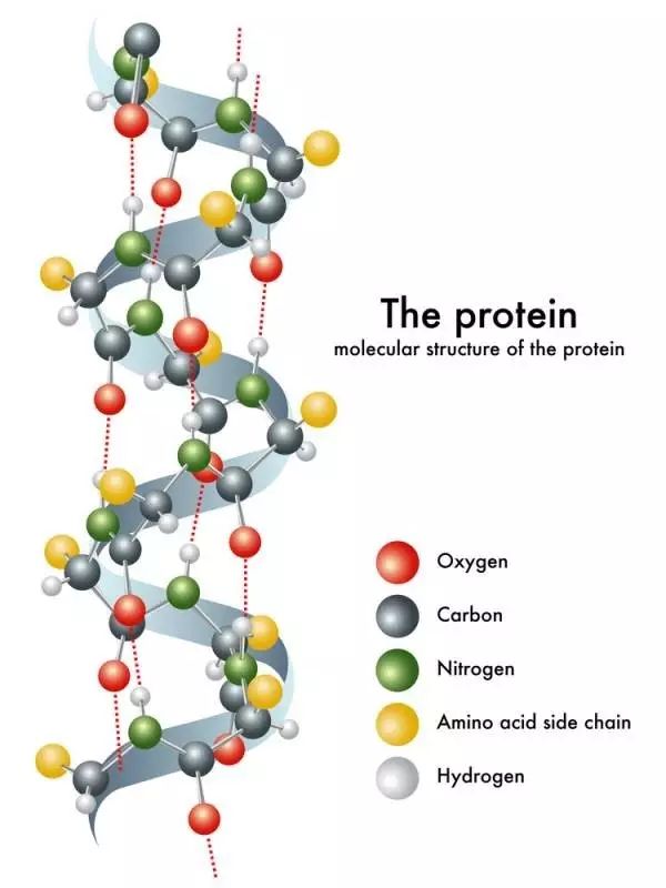 蛋白质的分子结构