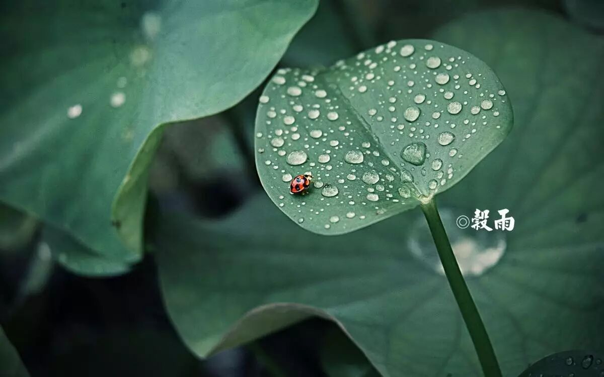 【节气?谷雨】艾菲尔生肖运势提醒4/20~5/4
