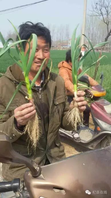 镇宁县立秋坡农业有限公司油茶种植项目,下载_互联网农业创业项目书_农业种植创业项目