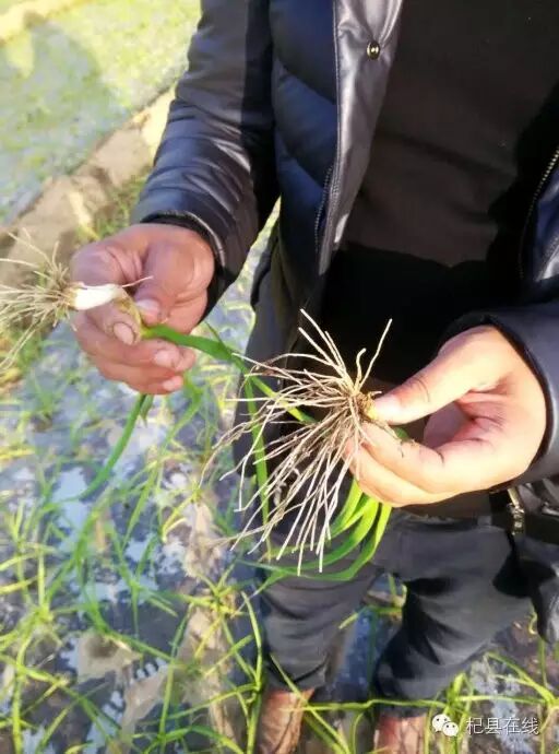 镇宁县立秋坡农业有限公司油茶种植项目,下载_互联网农业创业项目书_农业种植创业项目