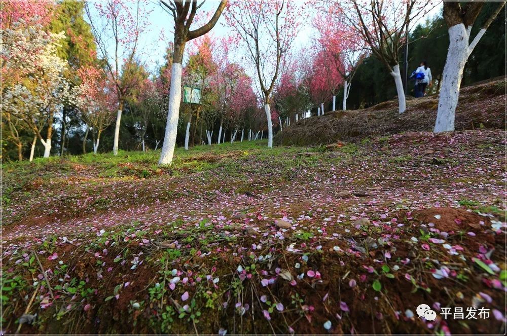 《香如故》四月天 摄《梨花俏》丁治华 摄《茶园游》张炳辉 摄