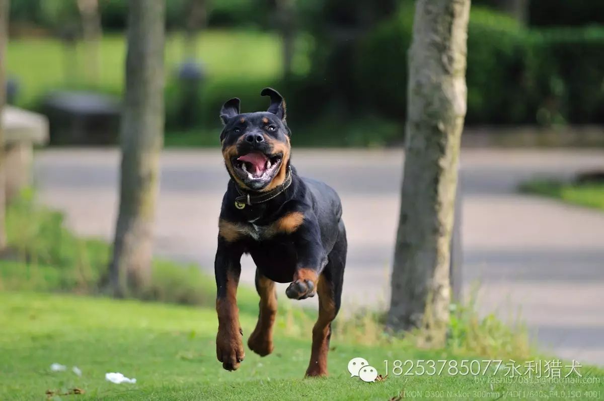 哪里有防暴犬罗威纳幼犬视频纯正血统