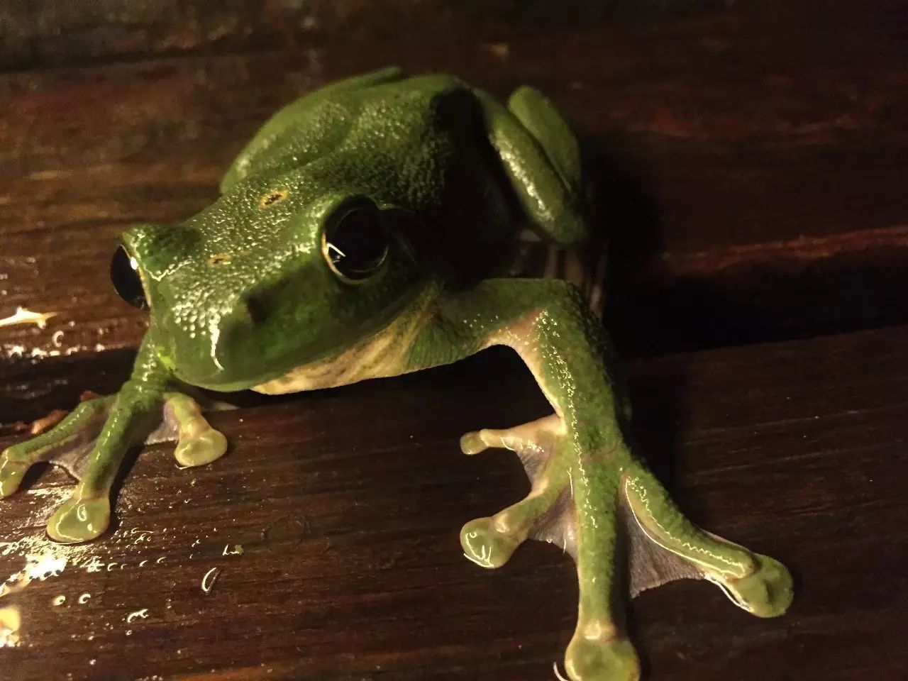 这只青蛙王子在我朋友圈里获赞无数,原来,这只有厚厚脚蹼的小生物叫