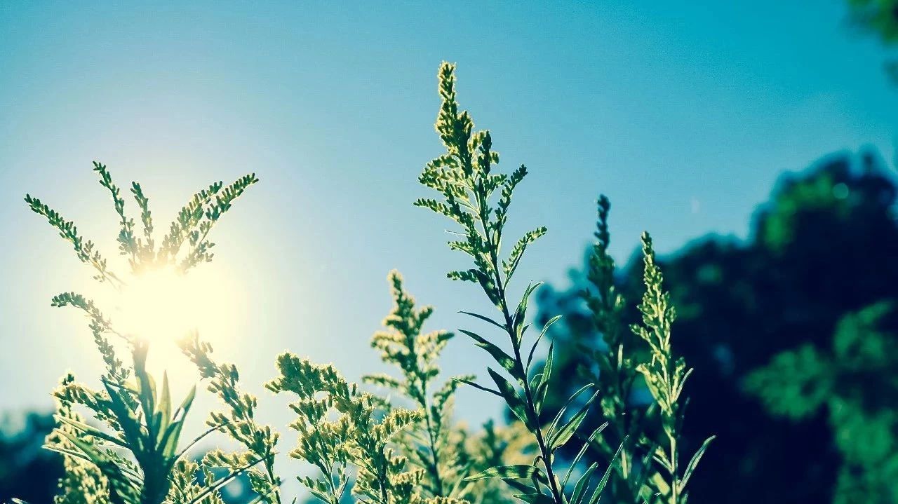 节气日记II | 夏满芒夏暑相连