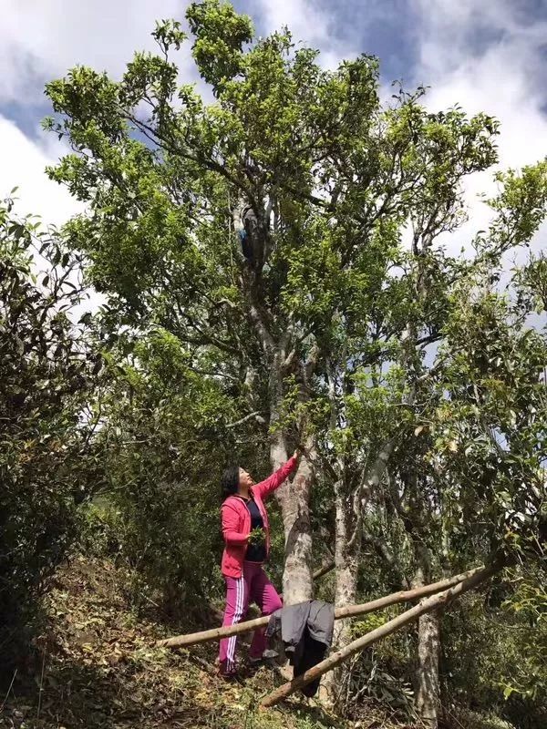 野生滇红与普通滇红茶有什么区别?