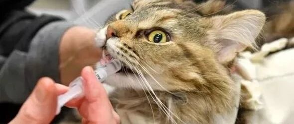 4月23日 | 英国首例小猫死于新冠，科学家发现人与猫之间传播新冠证据 | 英国留学生要了解的疫情信息（日报）