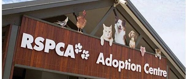 英国留学，想养宠物的同学看过来！学生公寓禁止养宠物！