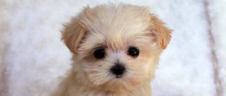 英国学生公寓禁止养宠物！！！