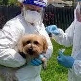 英国承认中国的科兴疫苗；宠物狗确诊新冠，已上报世界动物卫生组织 |  英国留学生要了解的疫情信息（日报）