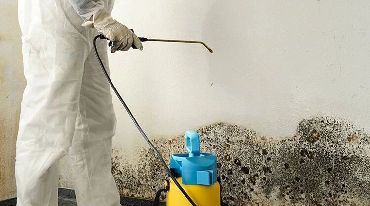 英国租房，墙壁长霉怎么办？