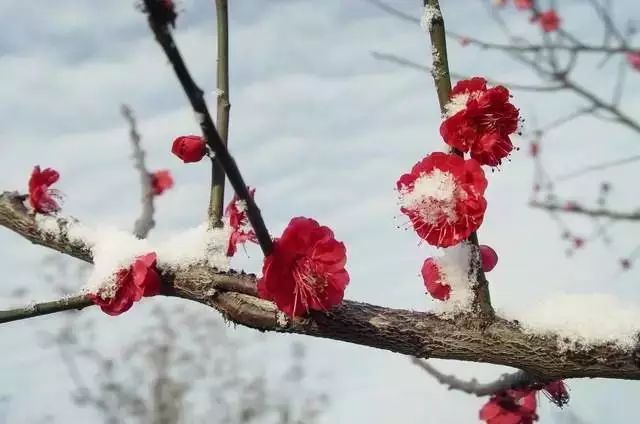 “琉璃世界白雪红梅”的图片搜索结果