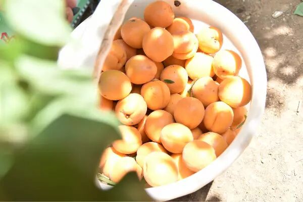 徐州这个地方一天玩个来回刚刚好！还有漂流、采摘、骑马和龙虾节在向你招手