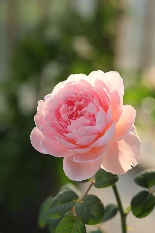 花馔，以花为食，食有花香。