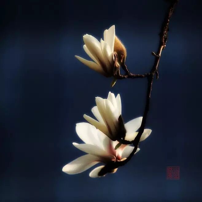 花馔，以花为食，食有花香。