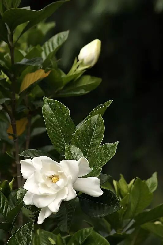 花馔，以花为食，食有花香。
