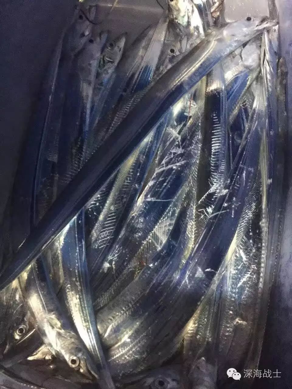 常被钓友遗弃的带鱼,不但是刺身极品,也是治疗癌症的有效药物!
