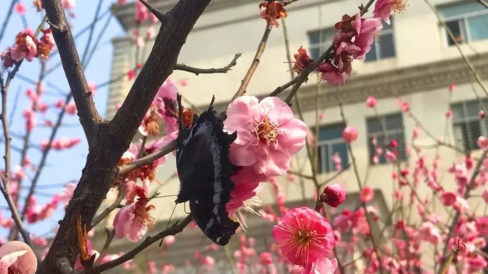 福利收好!高新区赏花攻略,美到开挂,快来打卡!错过再等一年……