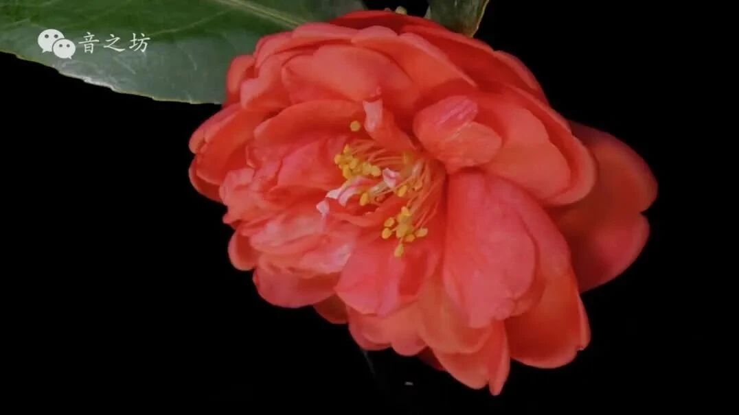 赠人玫瑰，手有余香！如果喜欢，请点在看~👇👇👇⭐美好的一天，从问候开始！（周末吉祥）