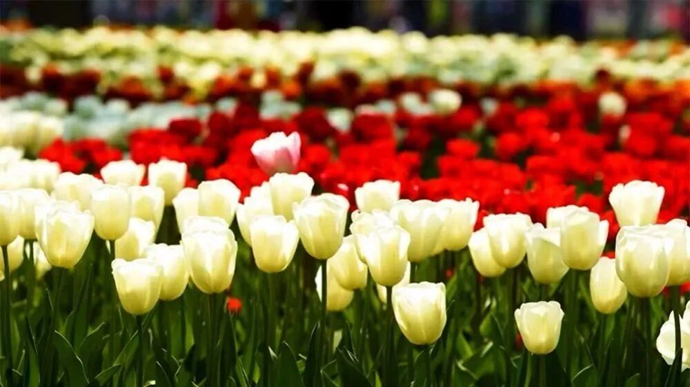 收录于合集⭐母亲节快乐！美好祝福送给您~